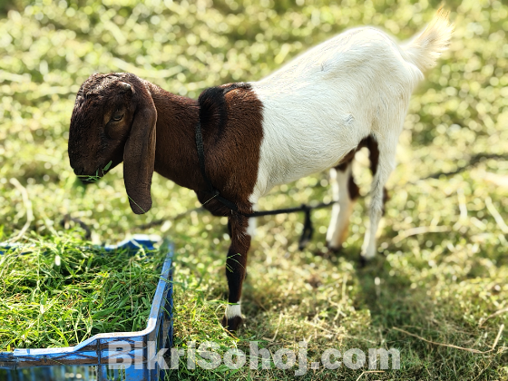 তোতাপুরী করস দুই মাসের গাভীন ১০০% কোয়ালিটি ফুল